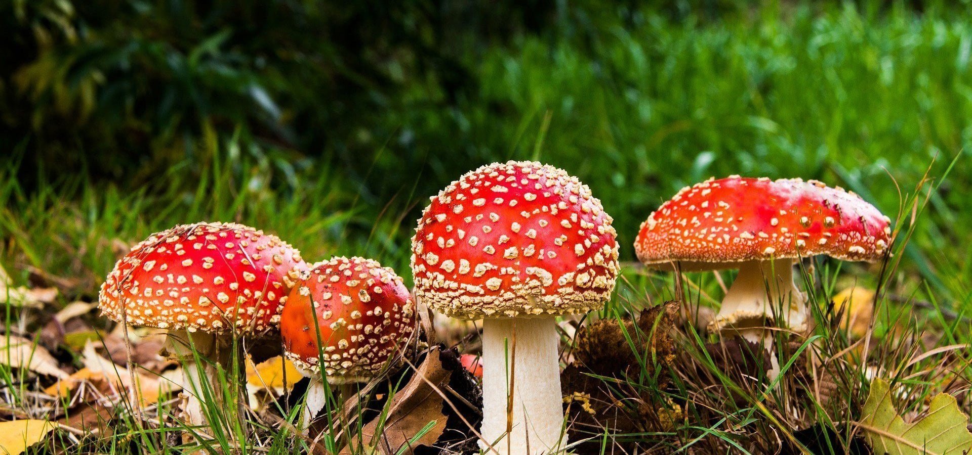 beautiful amanita muscaria