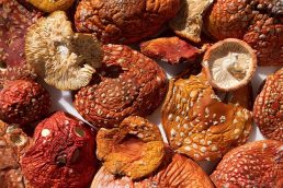 Wholesale Amanita Muscaria (Fly Agaric) Supplier